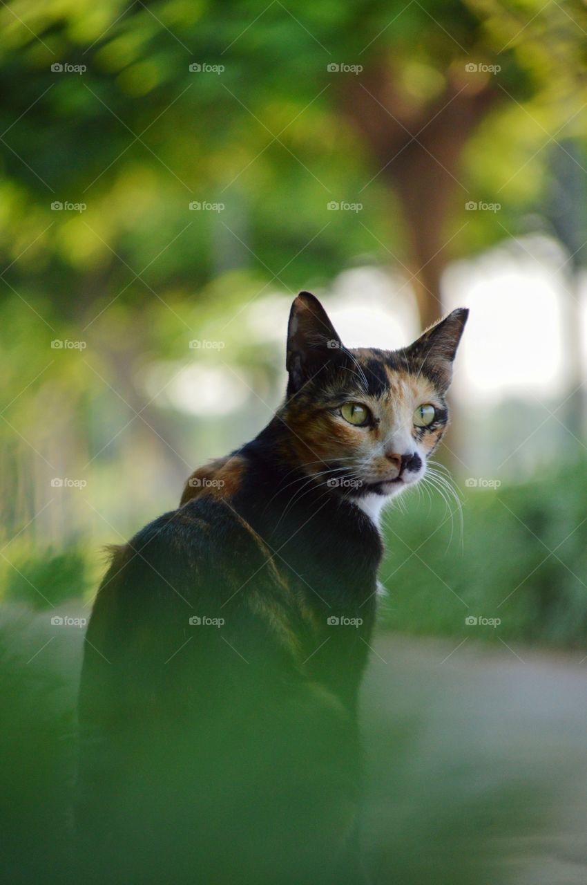 cat looking away in the park
