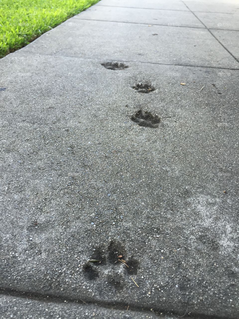 Paw prints in the concrete