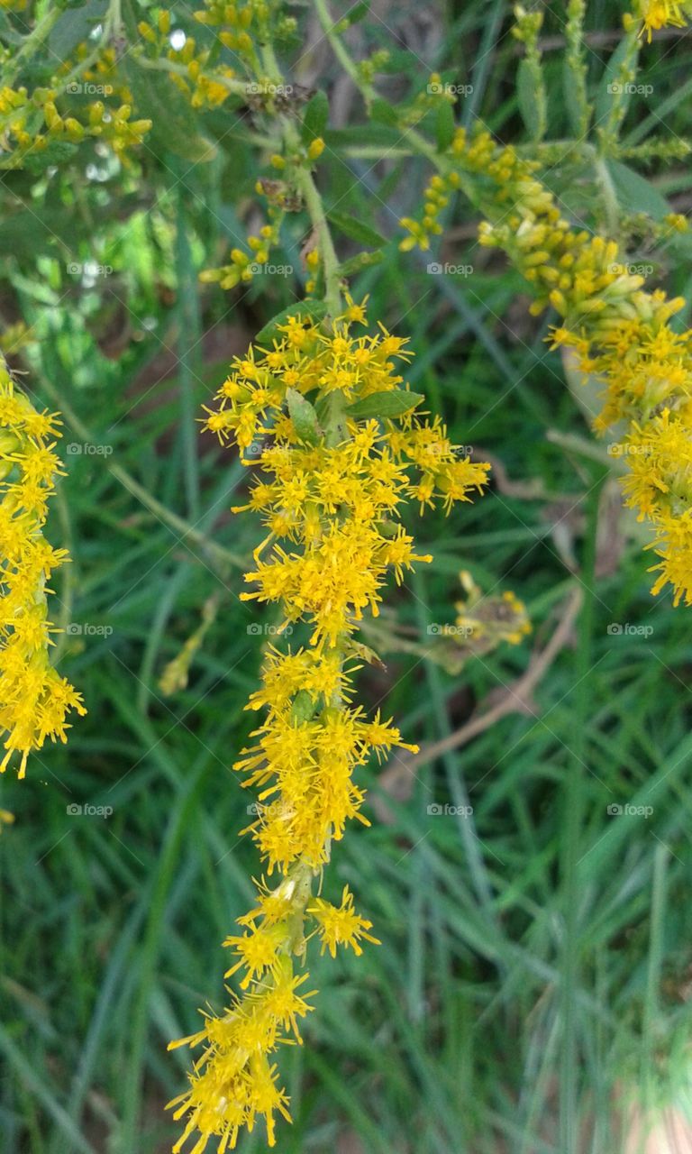Nature, Leaf, No Person, Flora, Flower