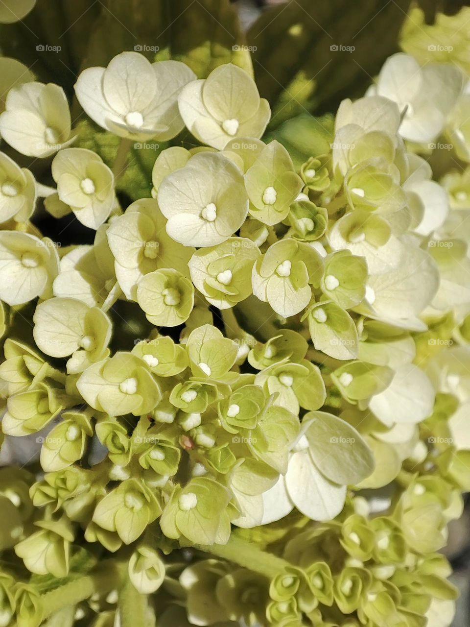 Macro photo of a flower growing in the garden