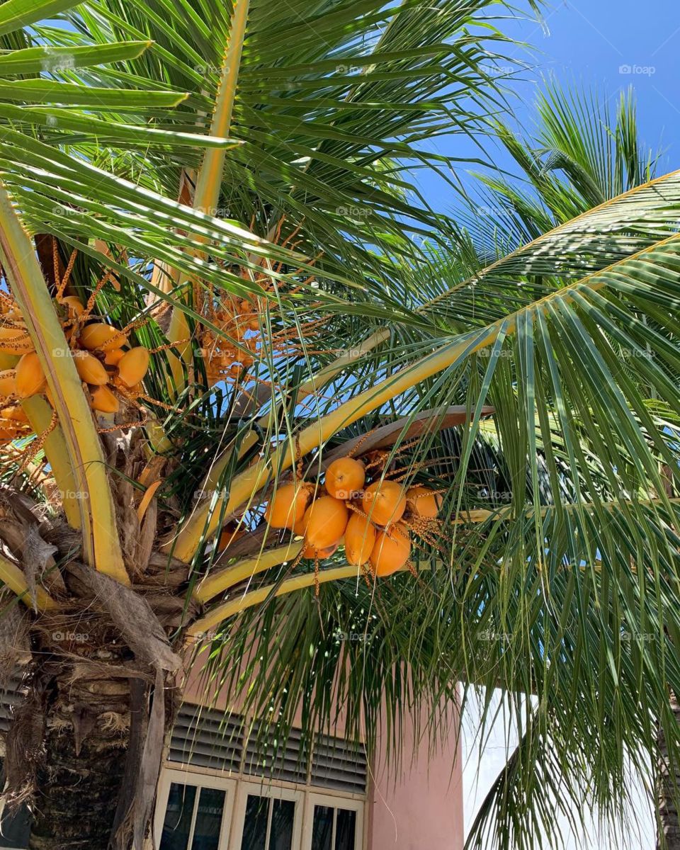 Orange coconuts found in the Maldives 