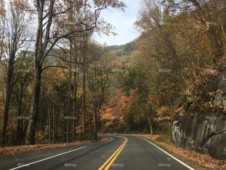 Road, Guidance, Tree, Fall, No Person