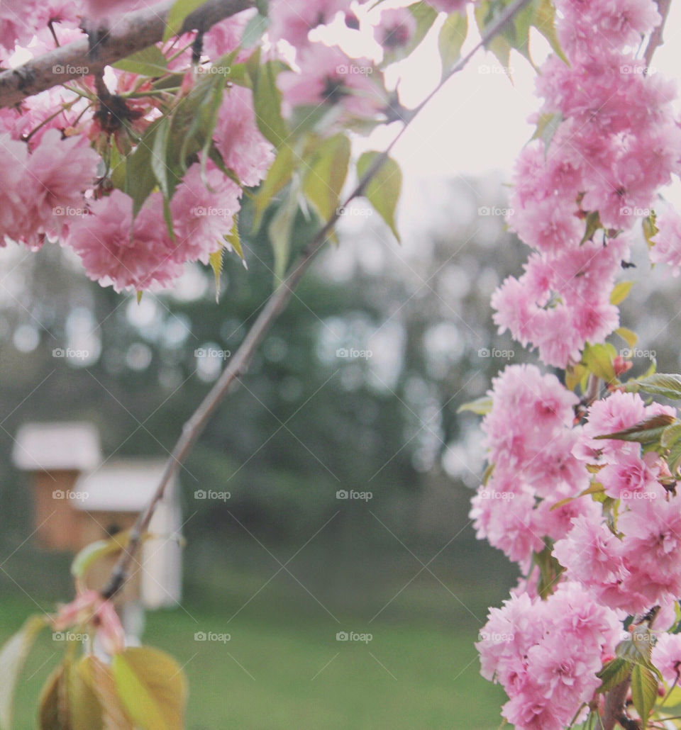 Cherry tree blossoms 