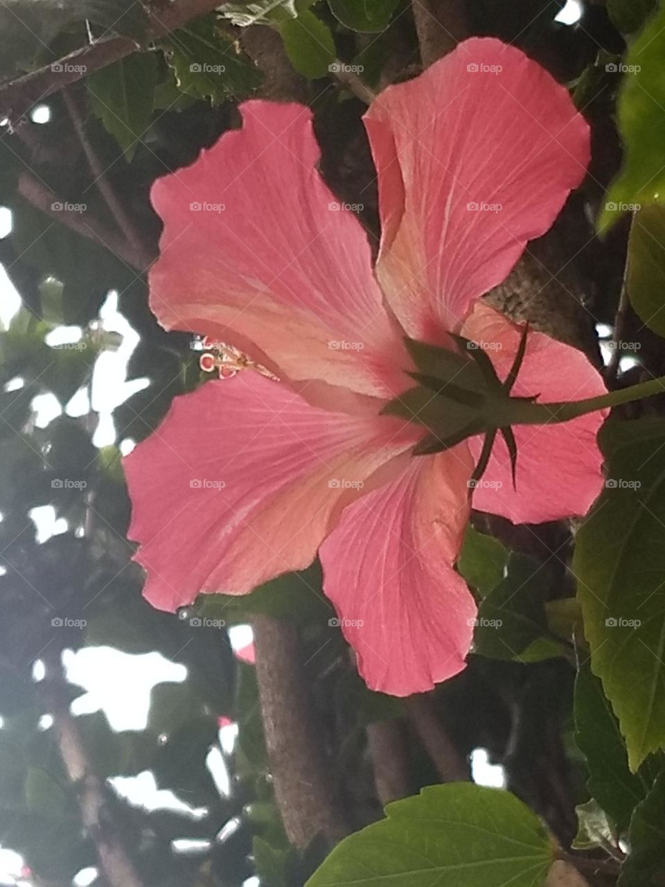 red hibiscus