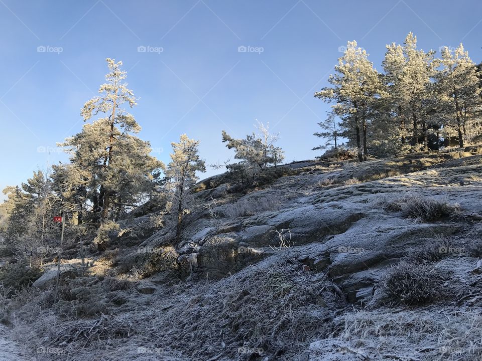 Landscape with frost 