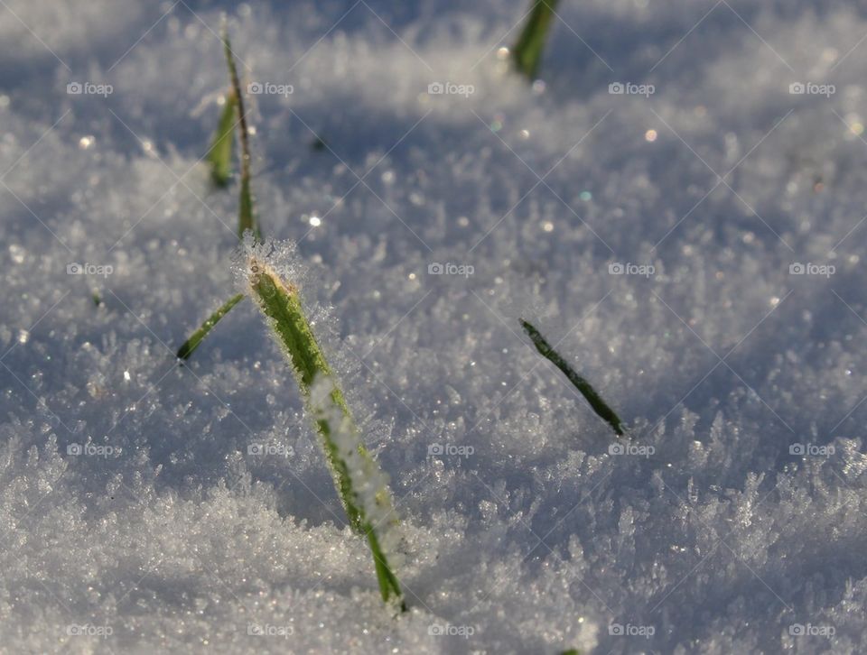 Winter sparkle.