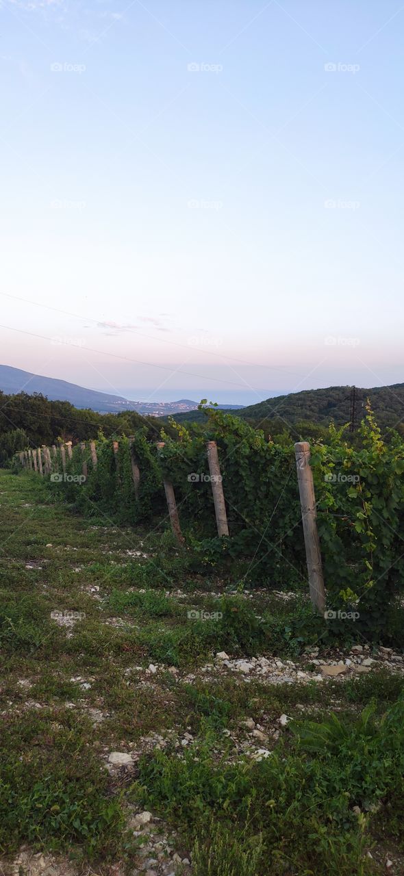 Abrau-Dyurso is a village in Russia. A place for growing grapes and producing wine and champagne. A place where you can simultaneously admire the sunset, a view of the lake through the vineyards and the sea among the mountains.