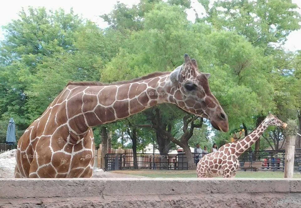 giraffe