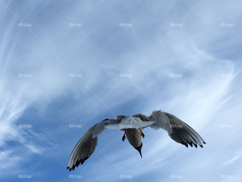 Seagull