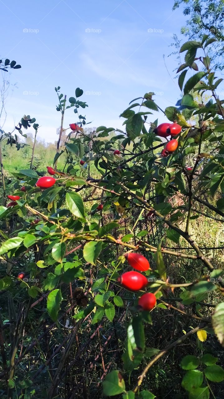 rosehips