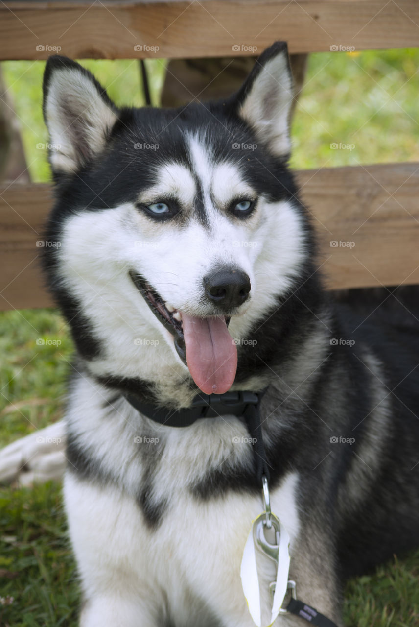 Husky dog