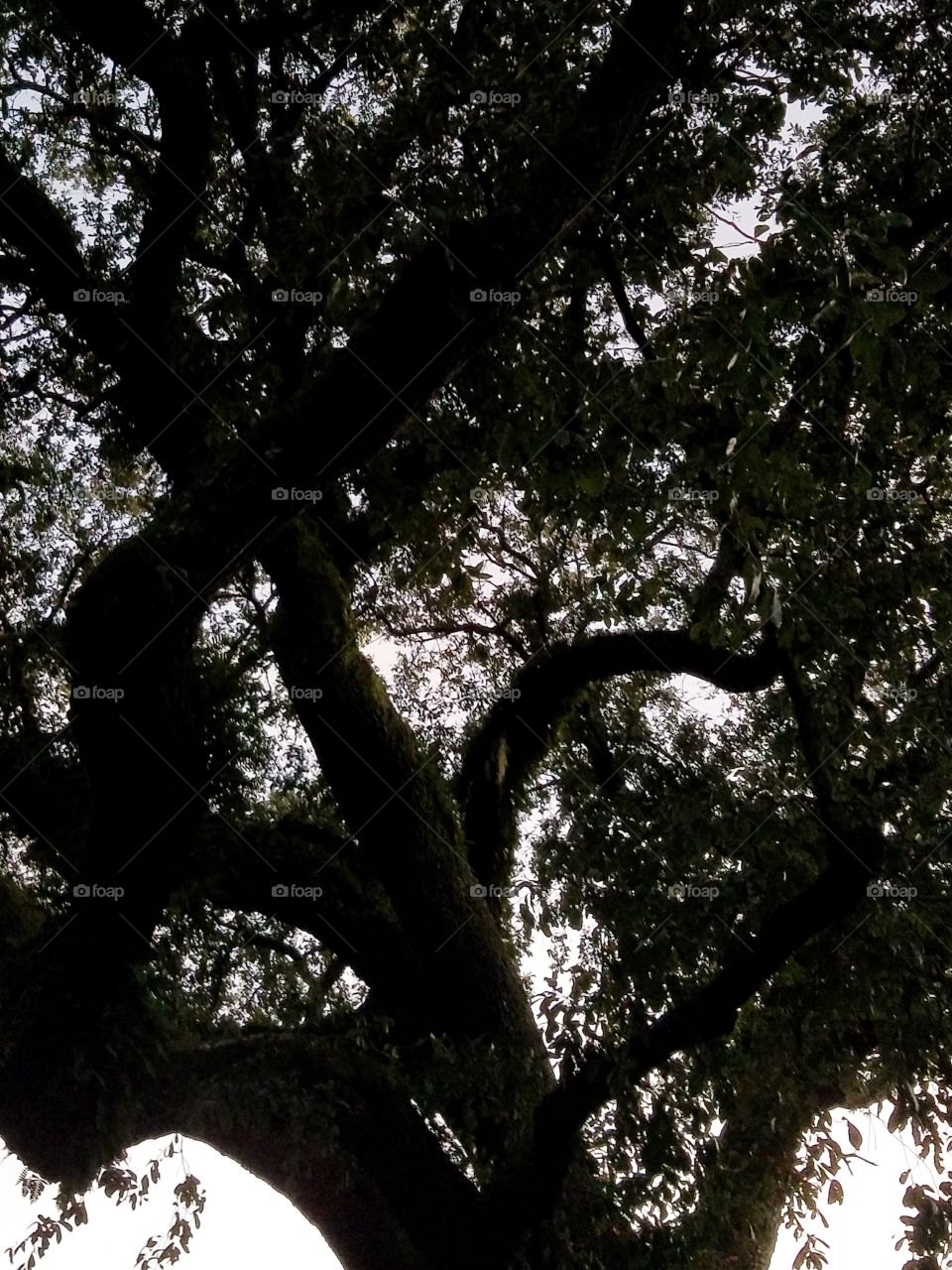 tree in the evening