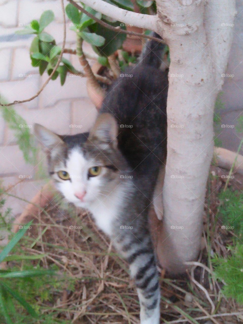 Beautiful grey and white cat.