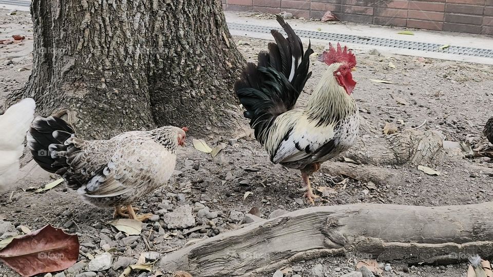 Rooster and hen walk together