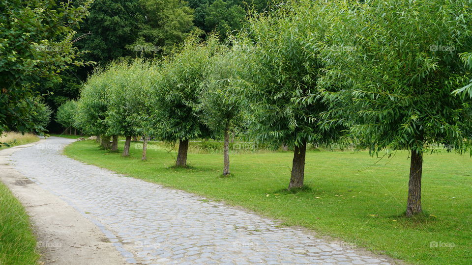 Country road with trees.