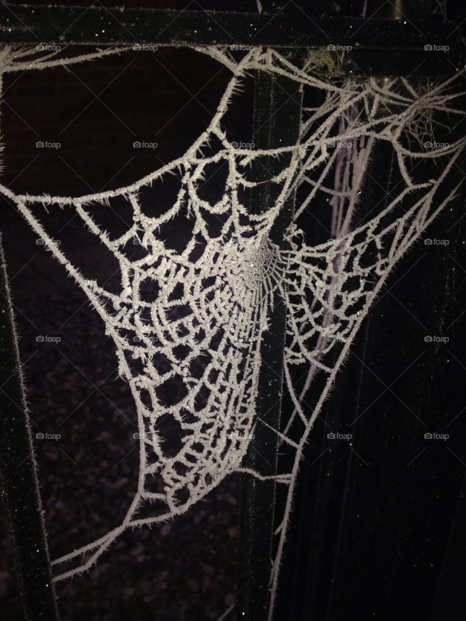 ice cold web spider by numptyboy