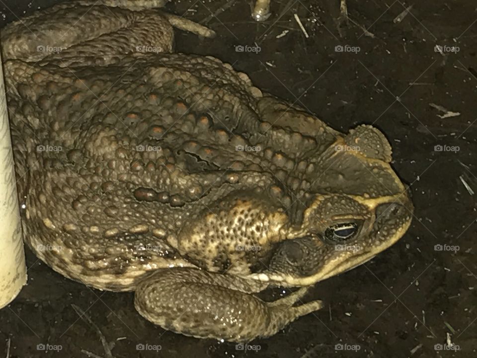 Large frog toad