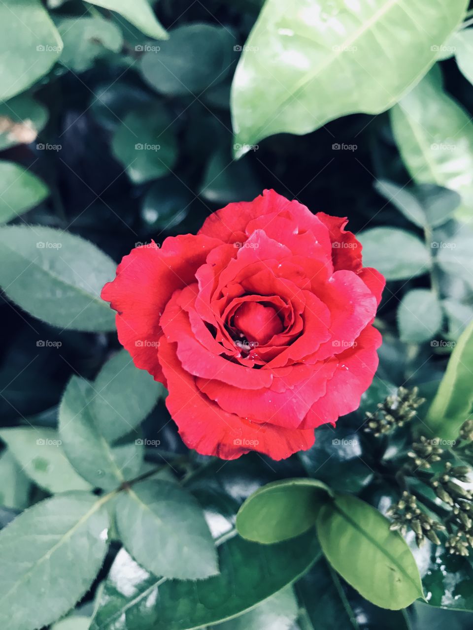 Lovely Red Rose !!! 