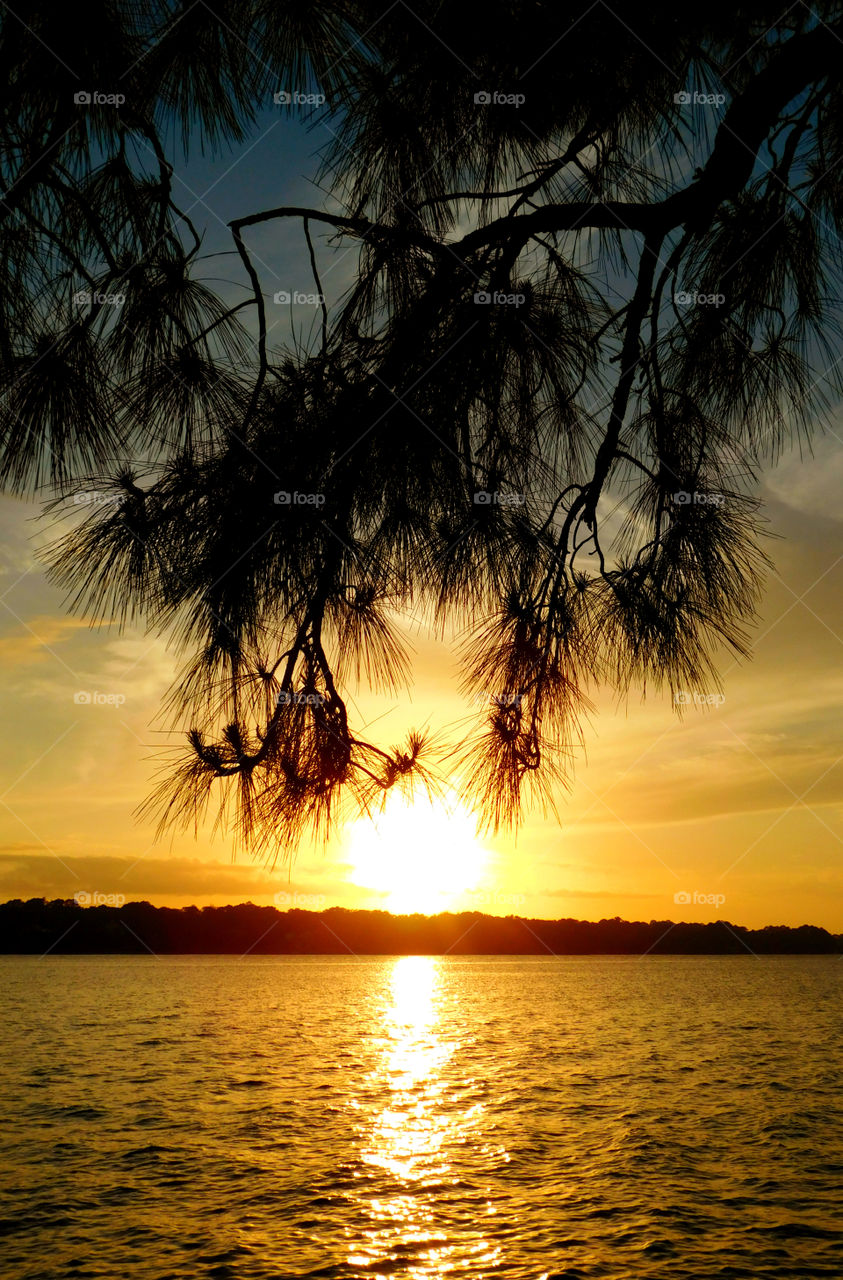 Silhouette of tree branches in sunset