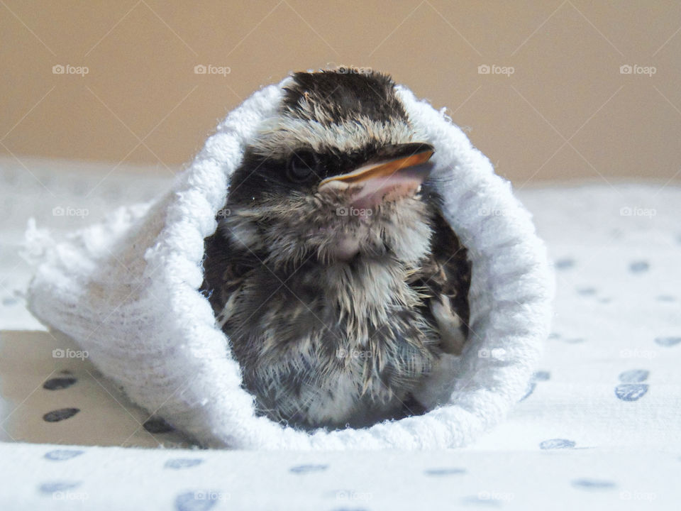 Little bird in a sock