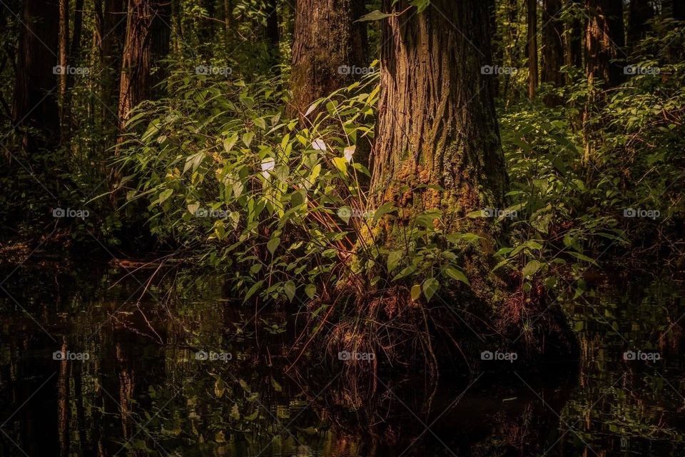 A sliver of sunshine reaches the base of a large cypress in the swamp. Raleigh, North Carolina. 