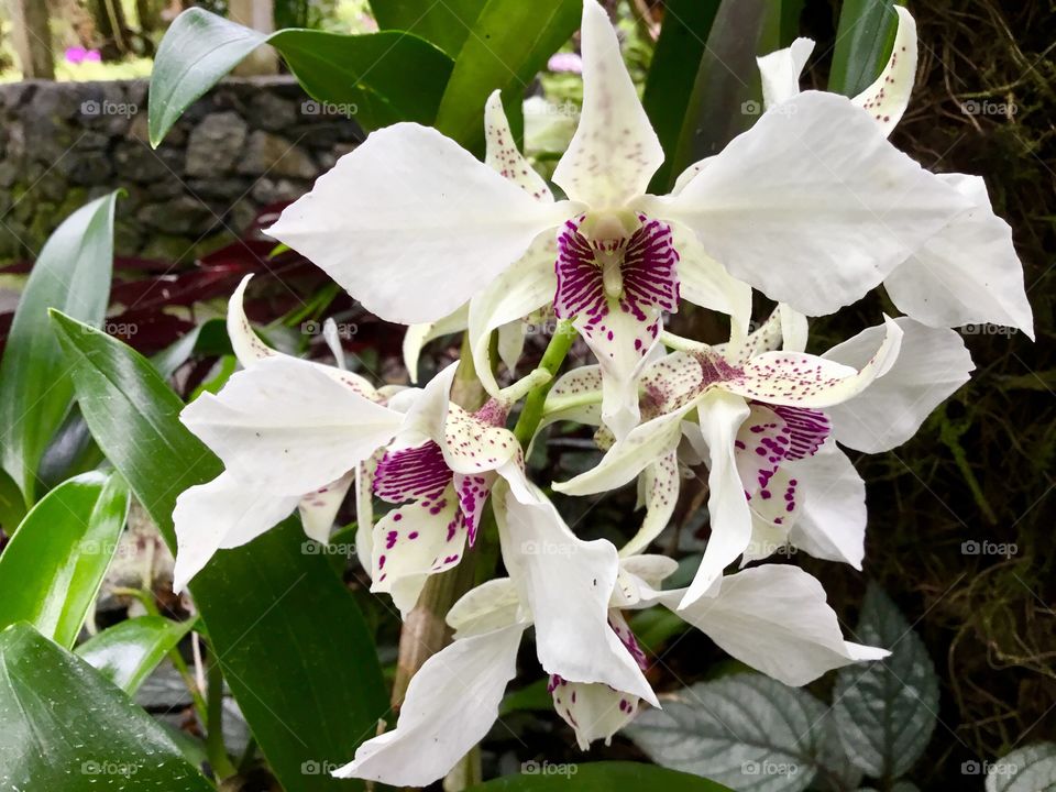 Orchids at Hawaii Tropical Botanical Garden