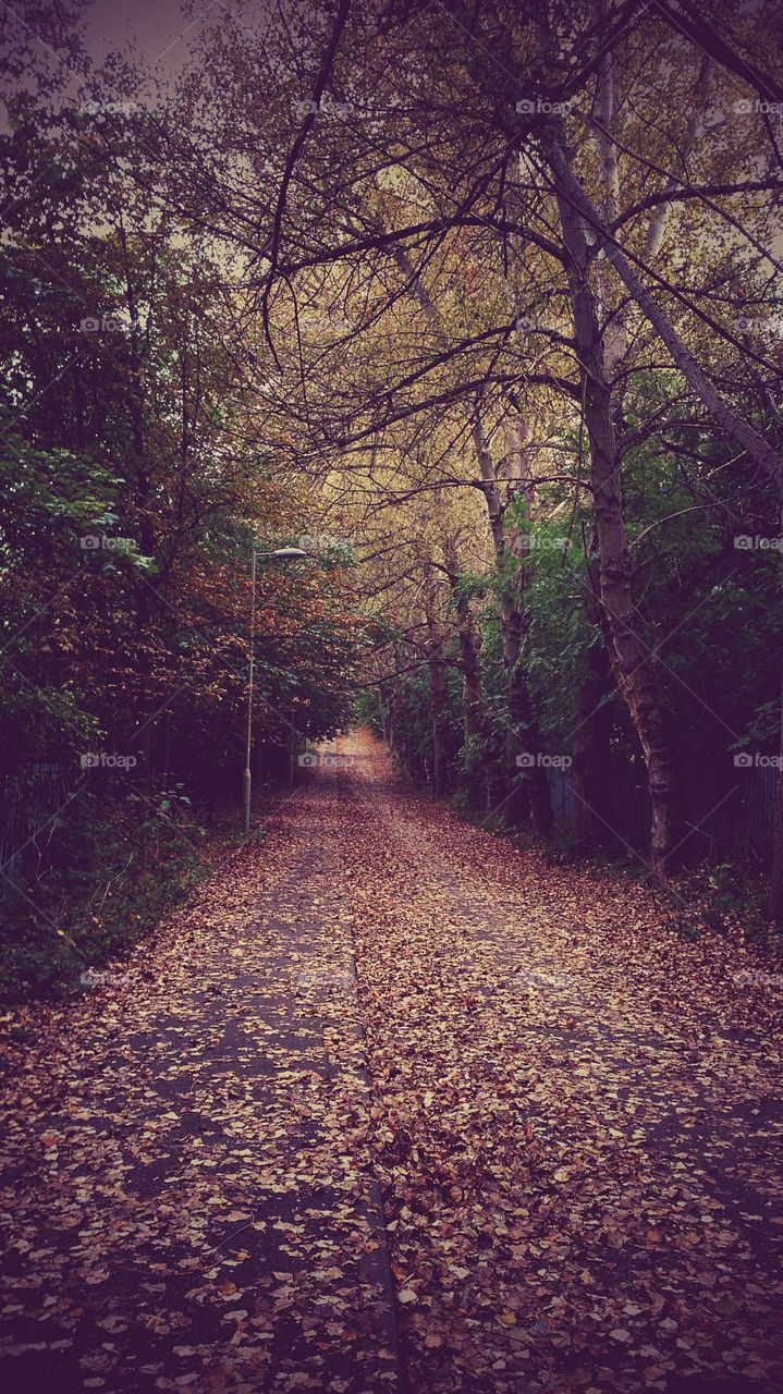 Autumn Street 