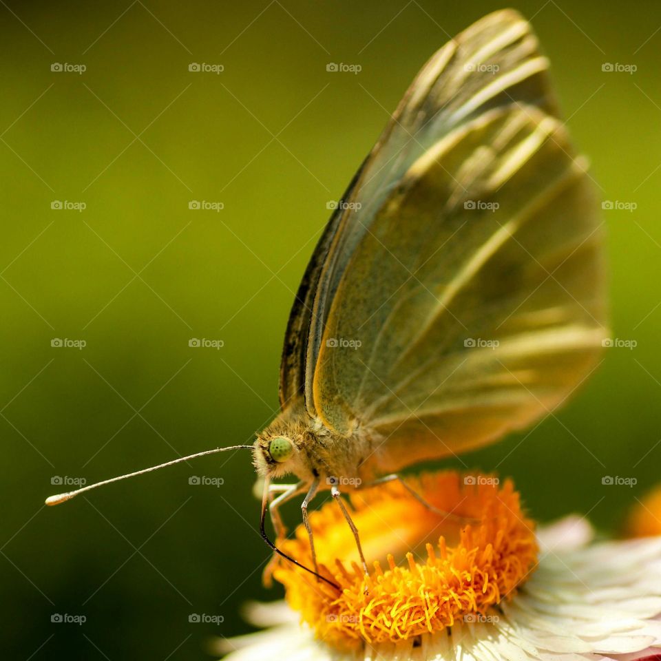 beautiful macro shot of a butterfly and the flower