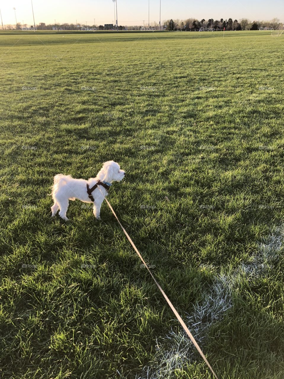 Doggie walking around the soccer field 