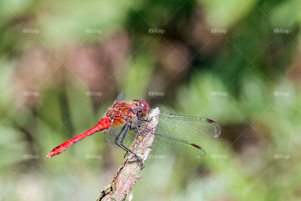 Dragonfly preparing attack. Vagrant darter (Sympetrum vulgatum), adult male. Macro view.