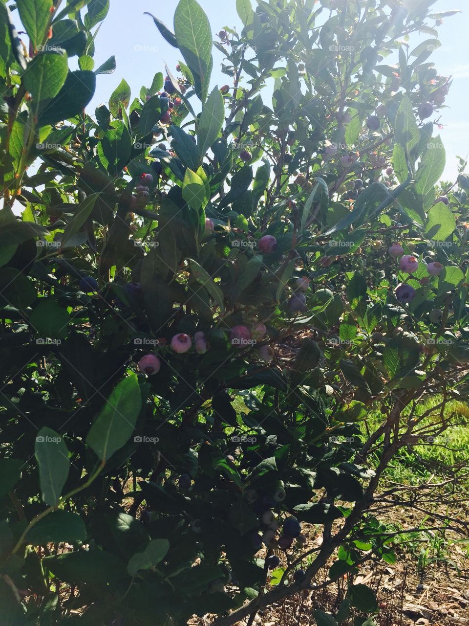 Blueberry bushes 
This photo has CHROME filter