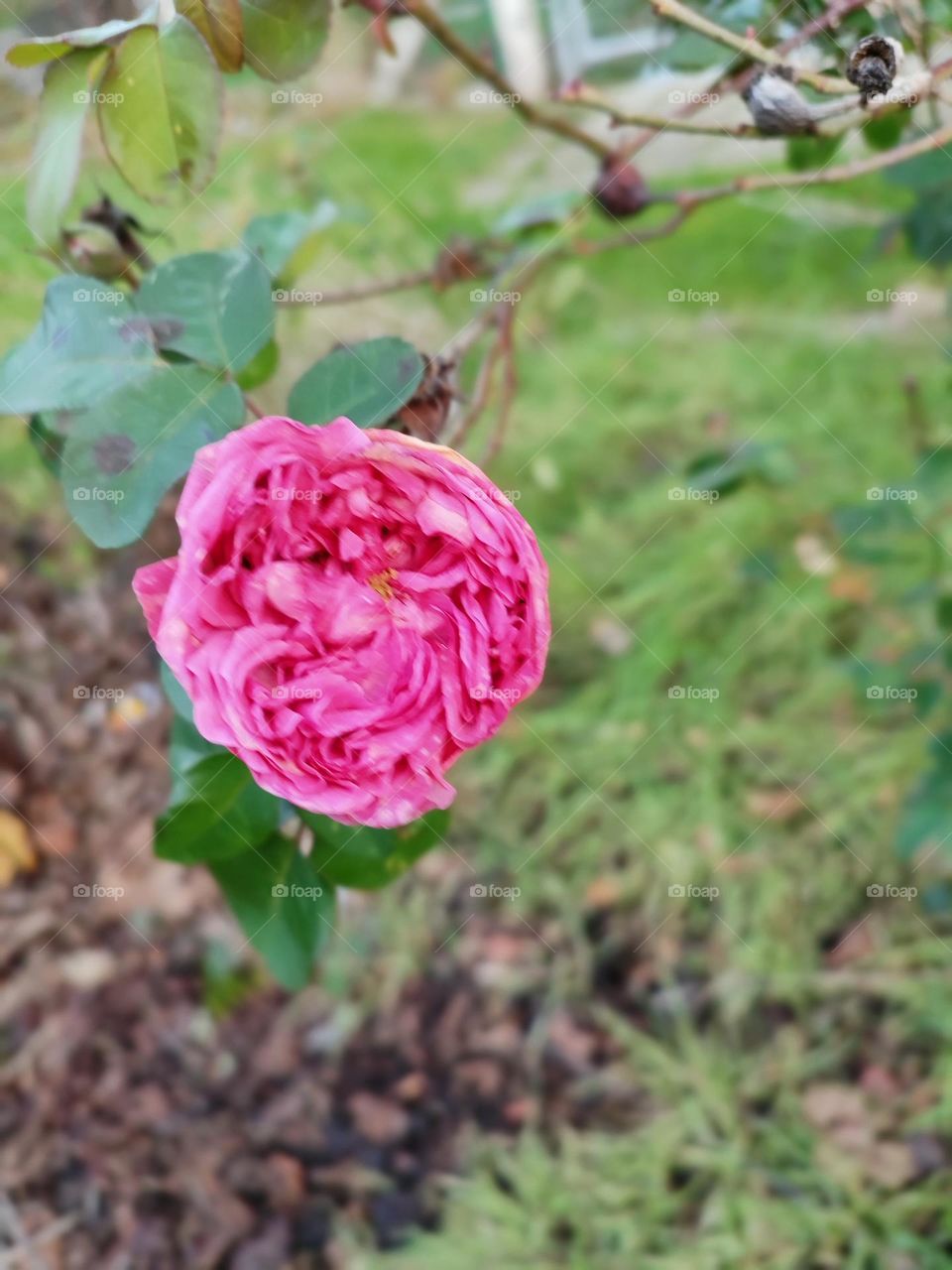 Last little rose before its petals fall