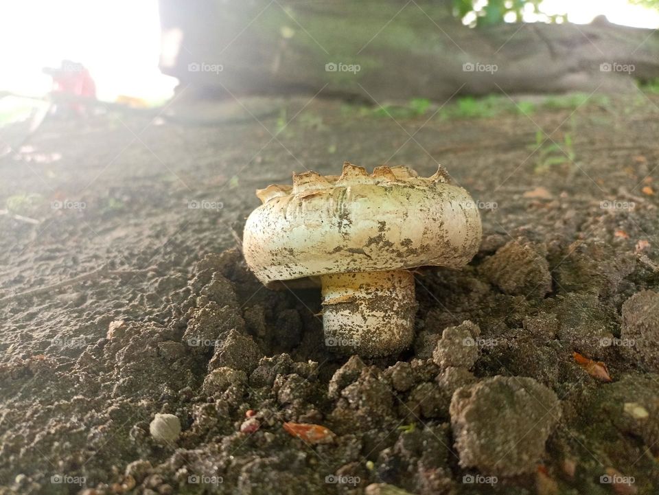 Mushroom in the forest