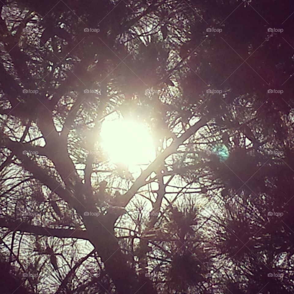 Sun in the trees