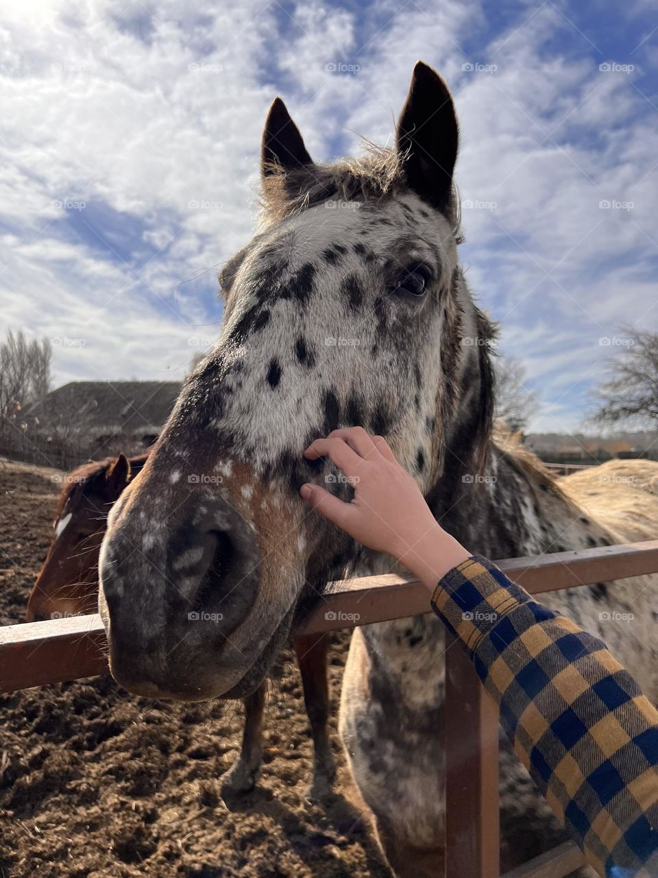 Beautiful horse at the nature 