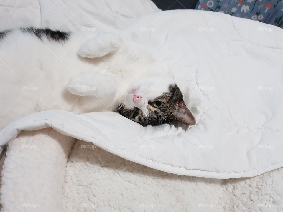 Gentle and beautiful cat friend