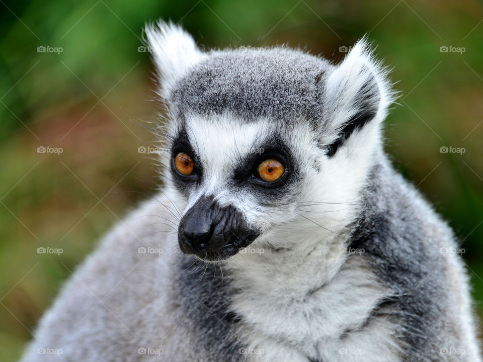 Close-up of a lemur