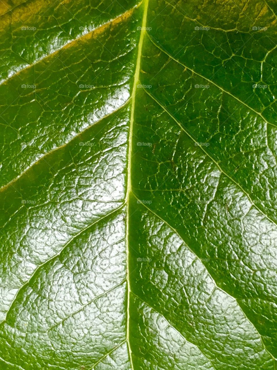 Leaf UpClose