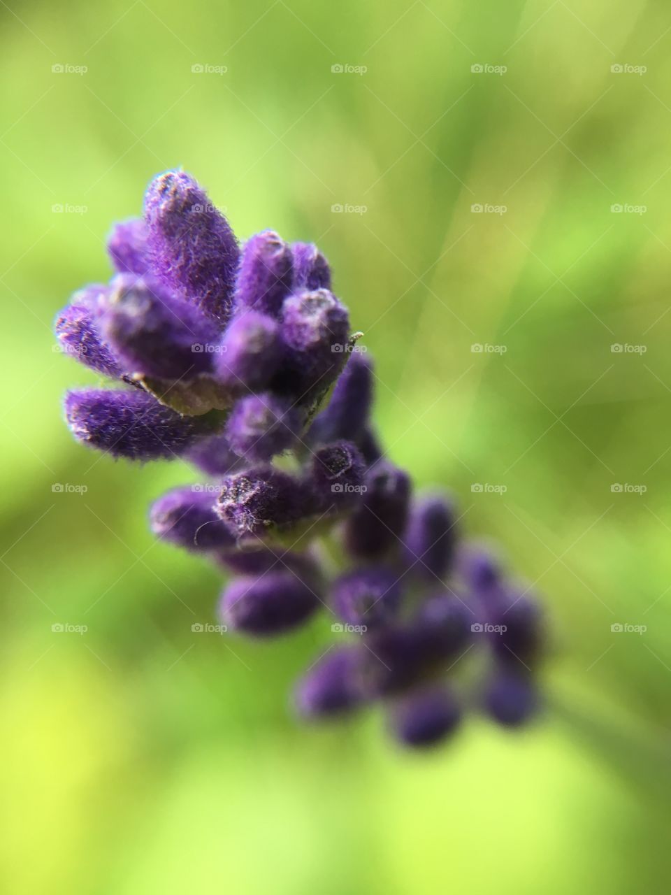 Purple bulbs closeup