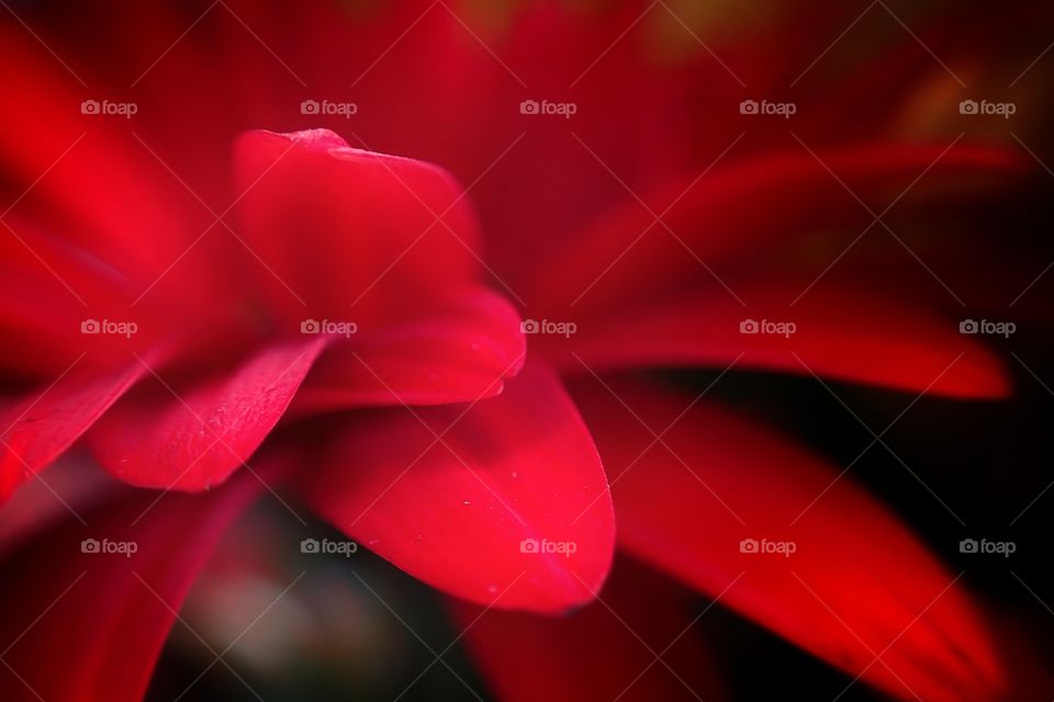 Red Gerbera petals