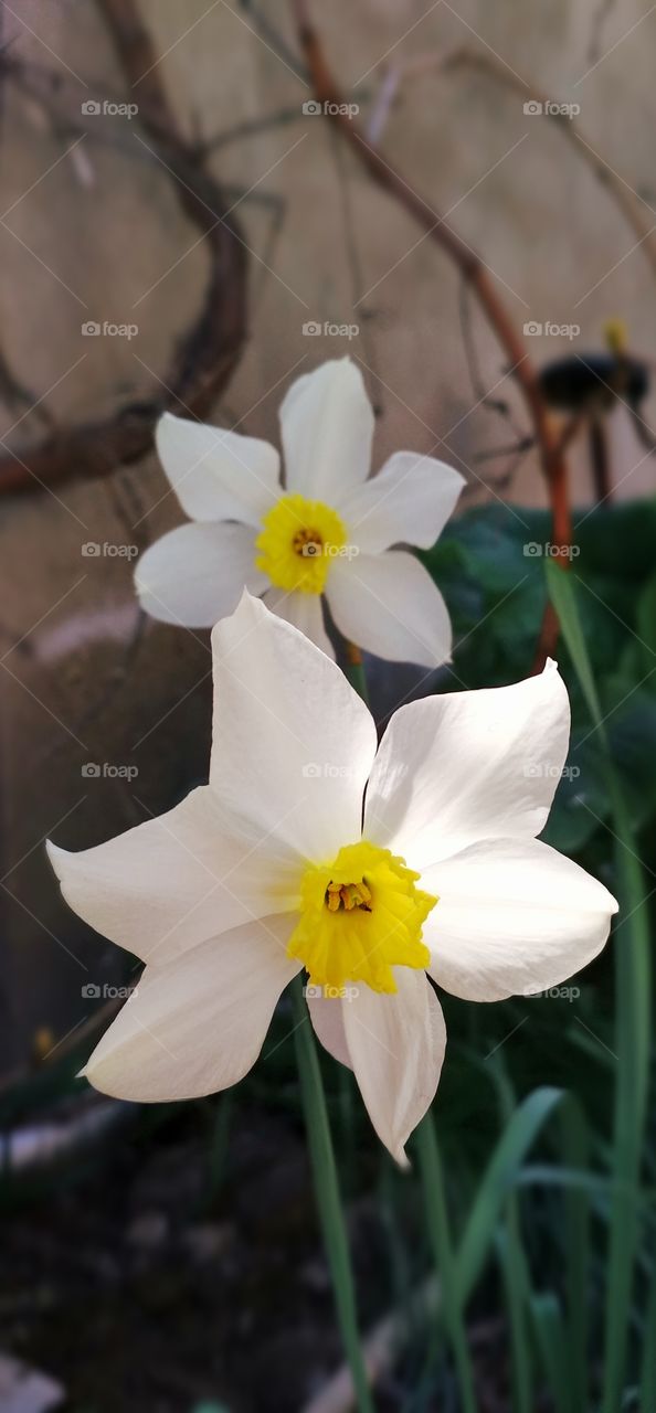 #flower #nice #nature #natural #flora #noperson #bright #sunlight #blur #clear
