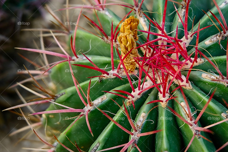 cactus multicolore