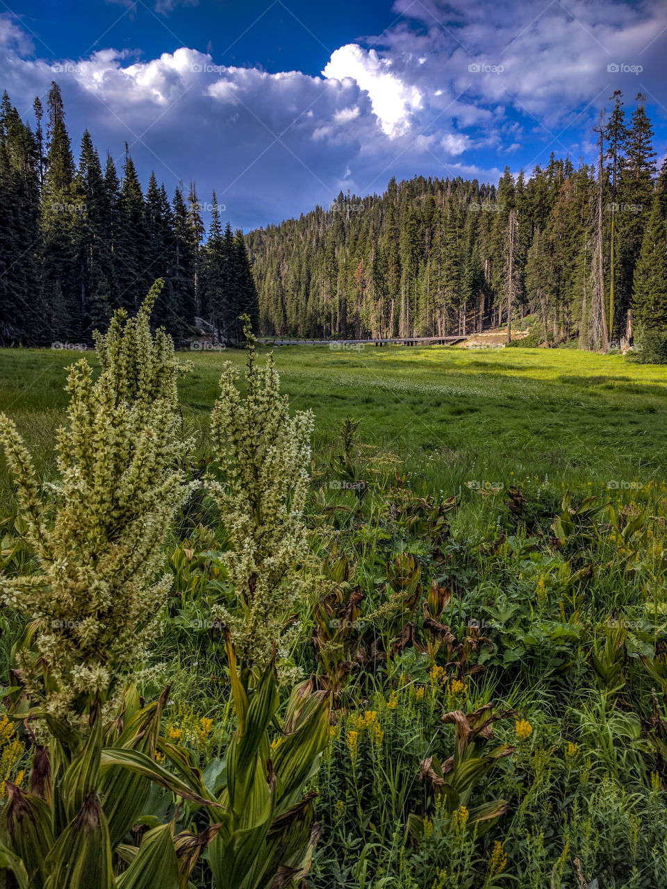 California, sequoia national Park