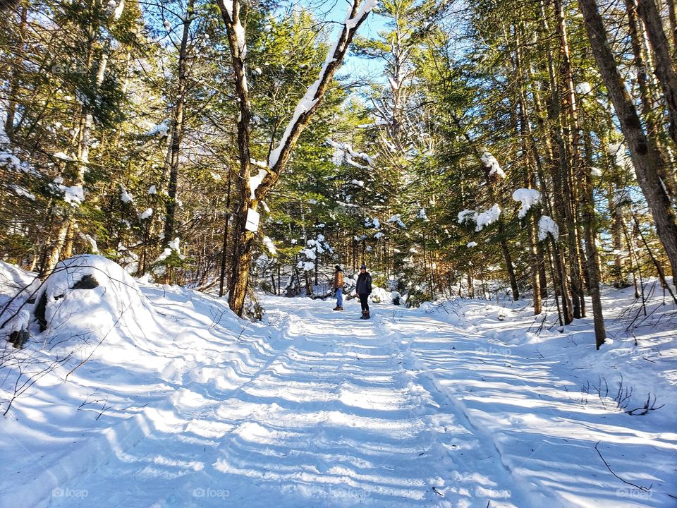 “Forest”. Voila!