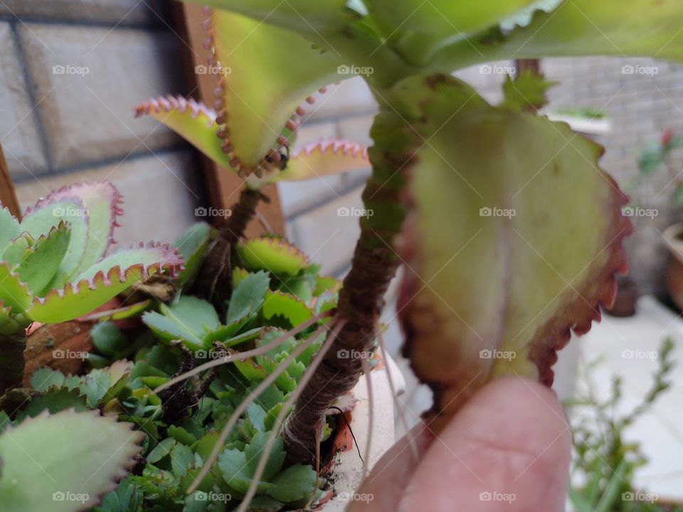 broto de folhas no jardim vertical