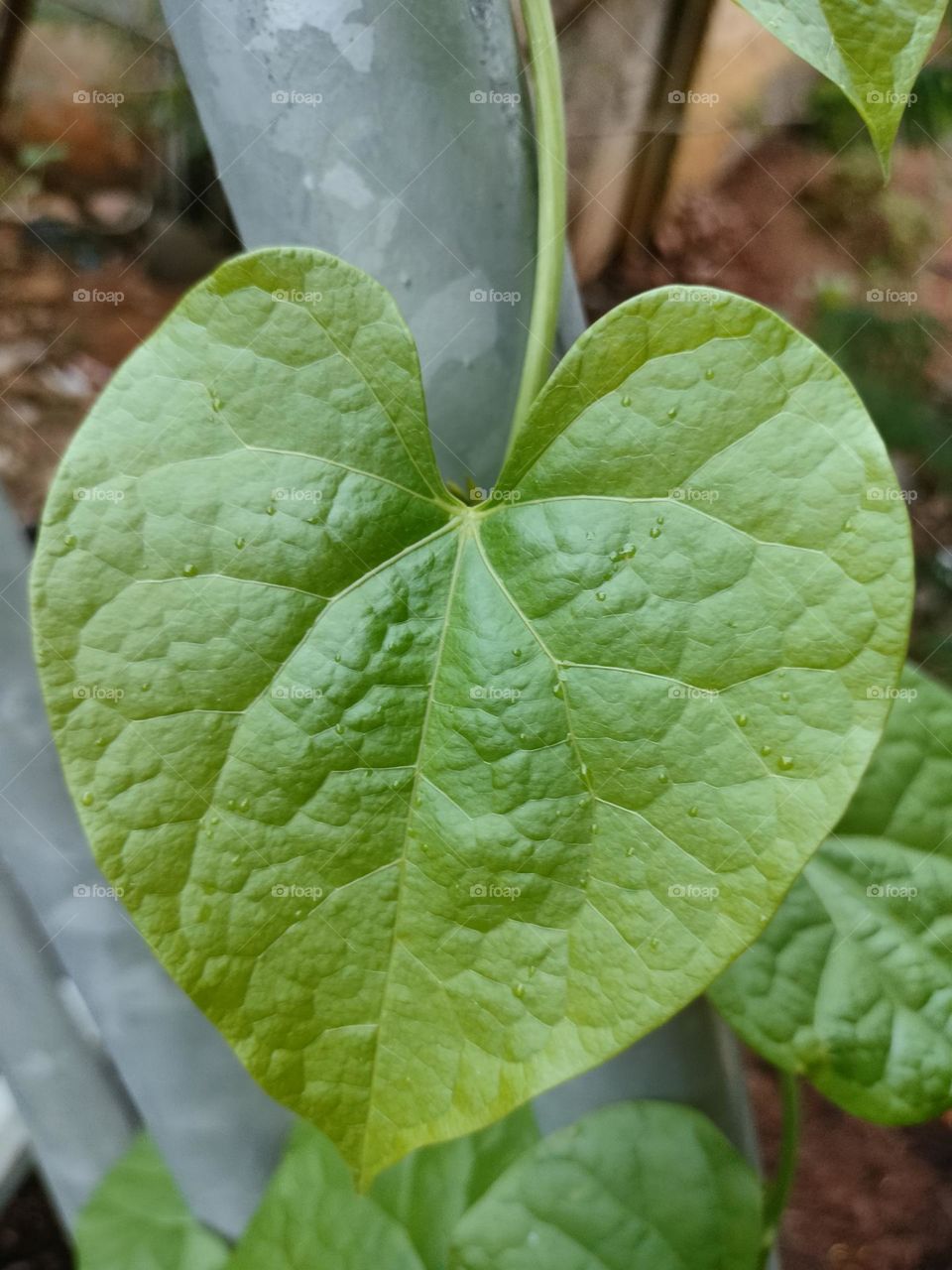 Simple Leaf