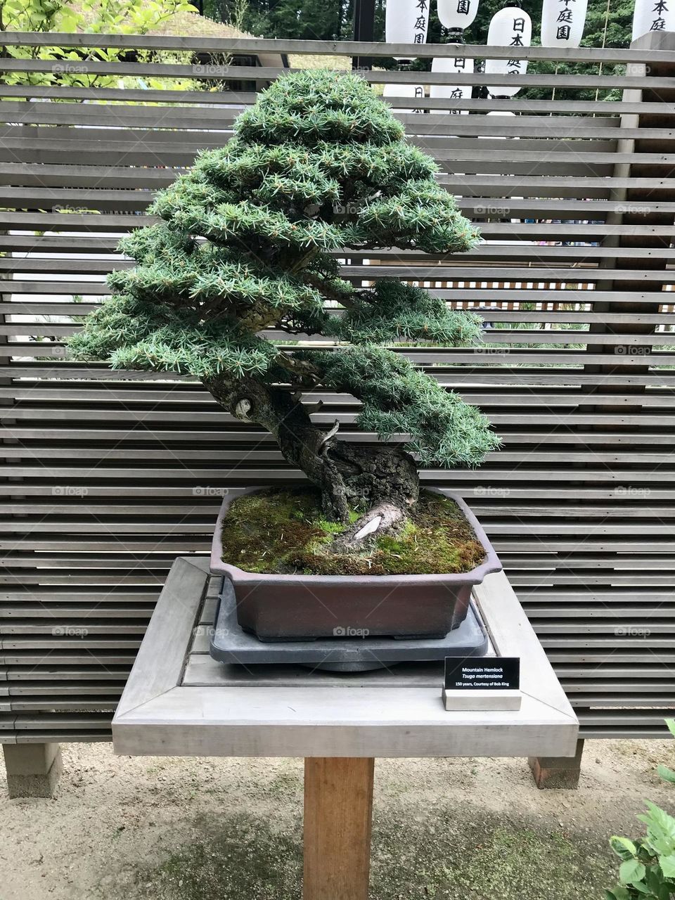 Bonsai tree