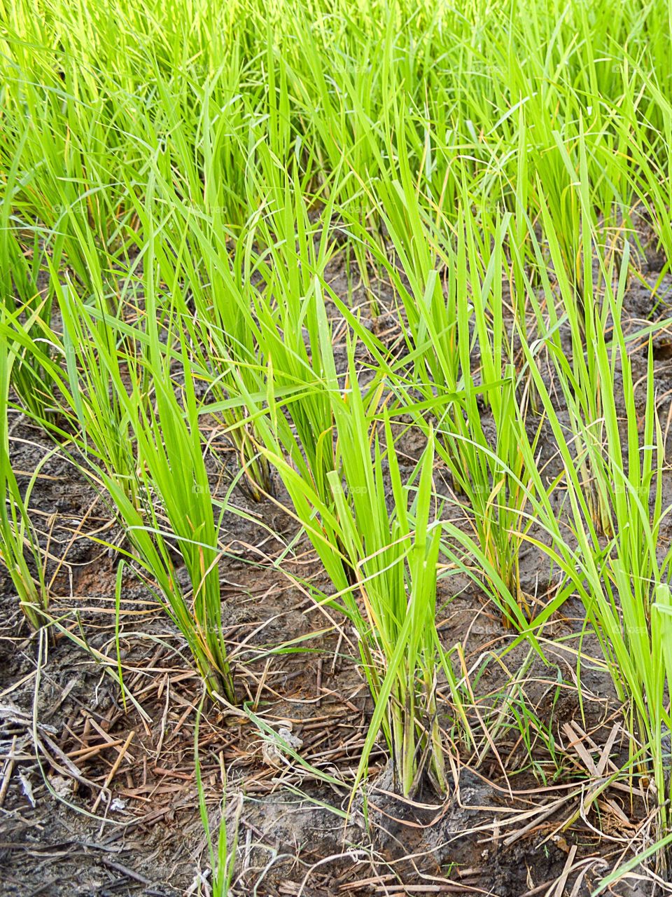 rice trer. rice tree on the ground