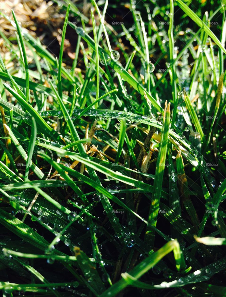 Water tears droplets