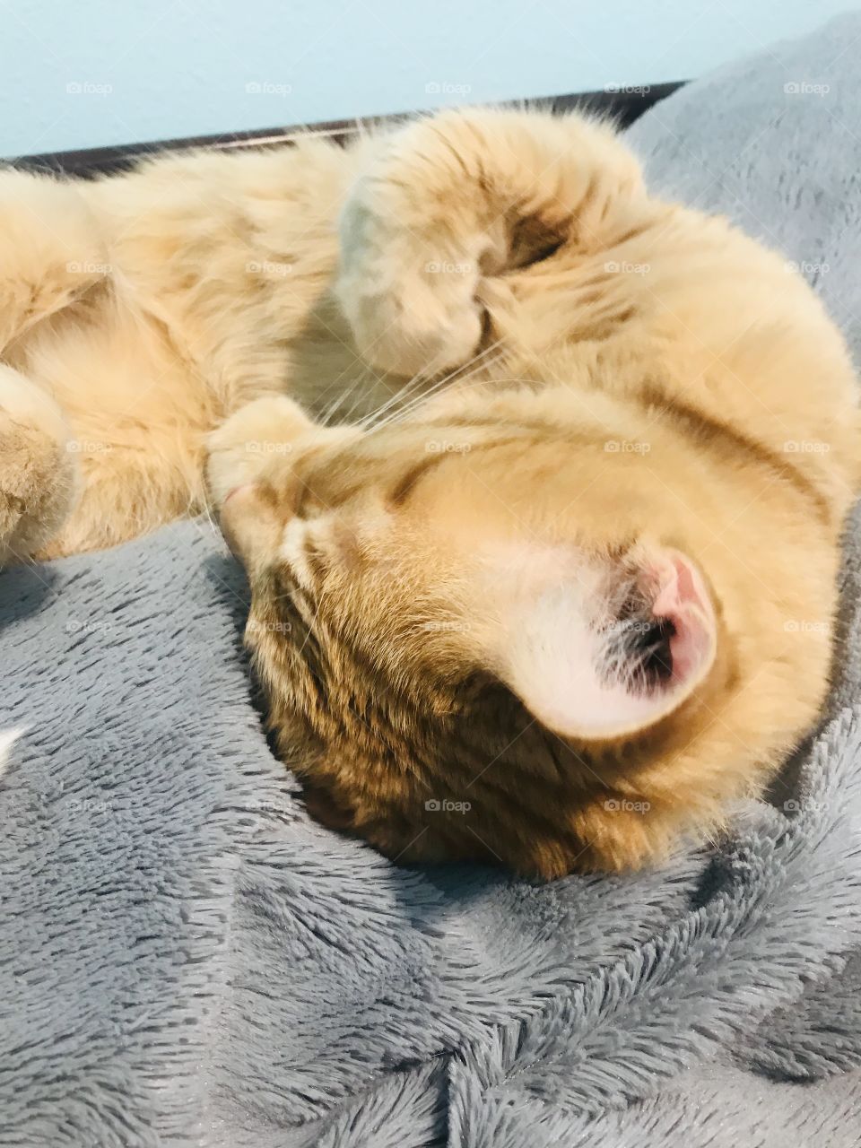 Darling orange tabby kitty cat all cuddled up in cozy blankets on bed! 